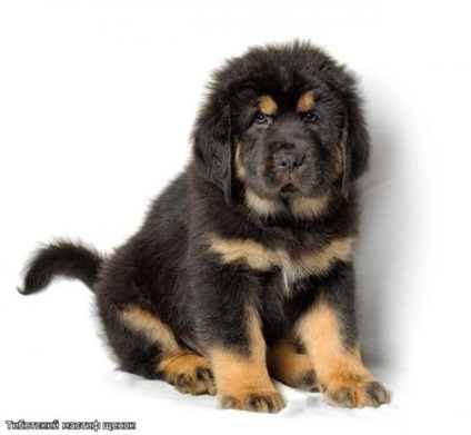 Tibetanul Mastiff - aiveda