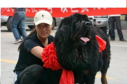 Tibetanul Mastiff - aiveda