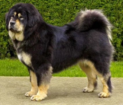 Tibetanul Mastiff - aiveda