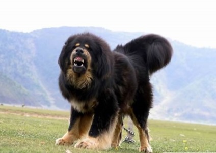 Tibetanul Mastiff - aiveda