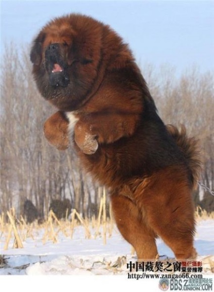 Tibetanul Mastiff - aiveda