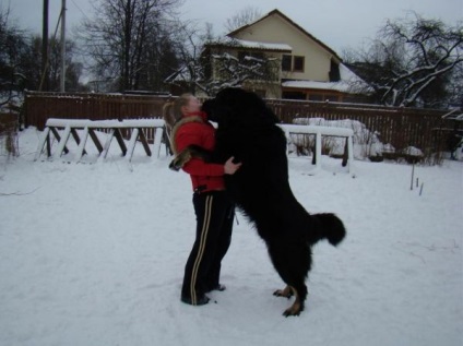 Tibetanul Mastiff - aiveda