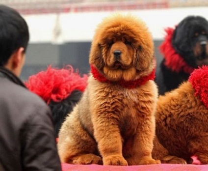 Tibetanul Mastiff - aiveda