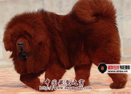 Tibetanul Mastiff - aiveda