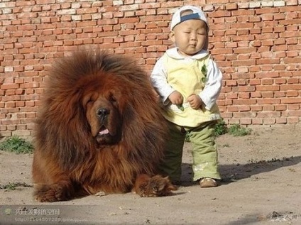 Tibetanul Mastiff - aiveda