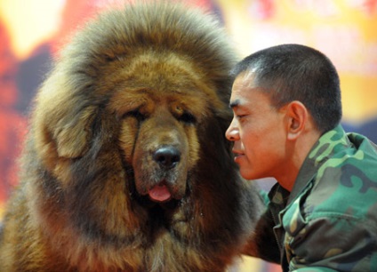 Tibetanul Mastiff - aiveda