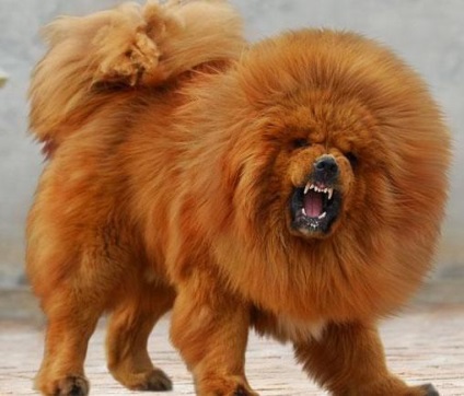 Tibetanul Mastiff - aiveda