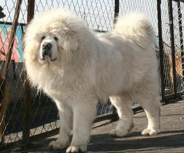 Tibetanul Mastiff - aiveda