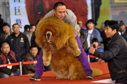 Tibetanul Mastiff - aiveda