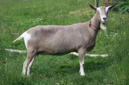 Capră Toggenburg - agroxxi