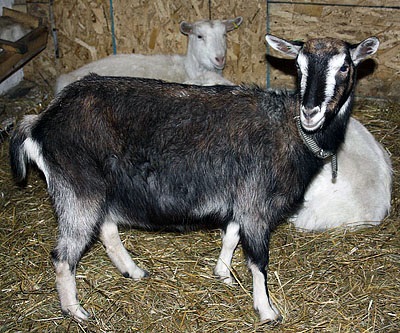 Capră Toggenburg - agroxxi