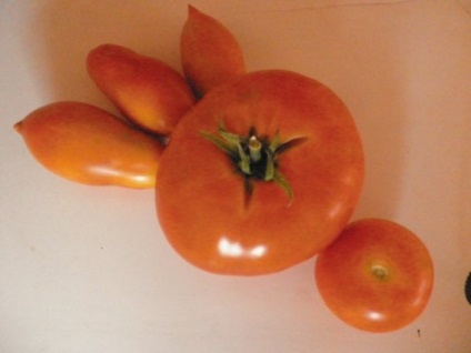 Tomato-locomotiva descrierea și caracteristicile varietății, fotografii și recomandări pentru îngrijire