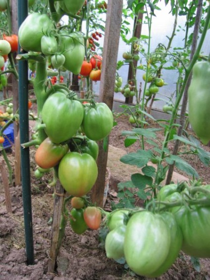 Tomato-pătrunjel-grădinar