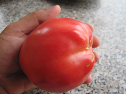 Tomato-pătrunjel-grădinar