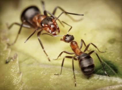 Top 10 fapte interesante despre furnici