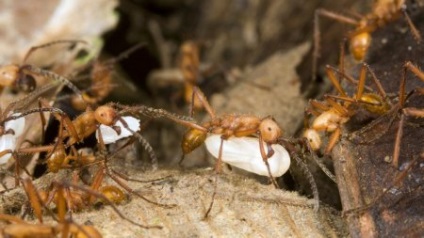 Top 10 fapte interesante despre furnici