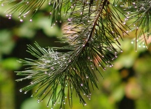 Top 10 természetes kiegészítők fürdésre csecsemőknek, eco-boom