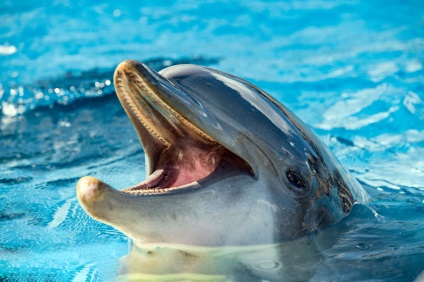 A tudósok felfedezték, hogy a delfinek emberek, hírek, világszerte beszélnek