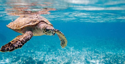 A tudósok magyarázata, hogy miért a teknősök meg shell