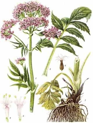 Valeriana officinalis - gyógyszer tulajdonságait, használatát receptek ellenjavallatok