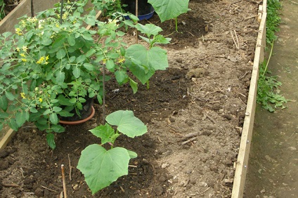 Caracteristici importante ale legumelor de creștere în sere, 6 hectare