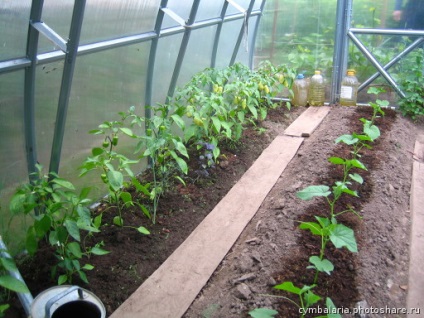 Fontos jellemzője a zöldségtermesztésben üvegházakban, 6 hektáros