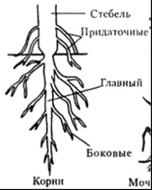 Organele vegetative și reproductive ale plantelor, funcțiile lor și trăsăturile structurale