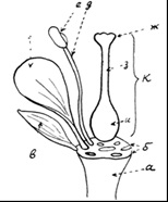 Organele vegetative și reproductive ale plantelor, funcțiile lor și trăsăturile structurale