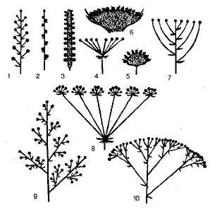 Organele vegetative și reproductive ale plantelor, funcțiile lor și trăsăturile structurale