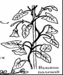 Organele vegetative și reproductive ale plantelor, funcțiile lor și caracteristicile structurii morfologice