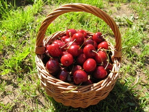 Alegerea soiurilor și cultivarea cireșelor dulci în cabane și în grădinărit