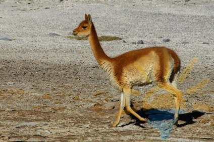 Vicuña találhatók csak a magas hegyek, az Andok és a forrása az értékes gyapjú