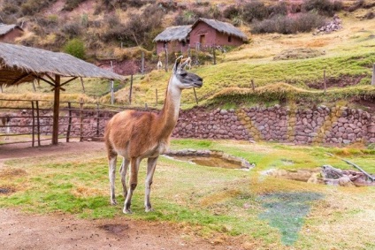 Vicuña találhatók csak a magas hegyek, az Andok és a forrása az értékes gyapjú