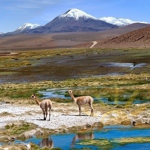 Vicuña találhatók csak a magas hegyek, az Andok és a forrása az értékes gyapjú
