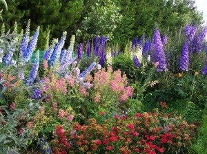 Cultivarea unui delfiniu peren, o cabana favorita, o gradina si o gradina