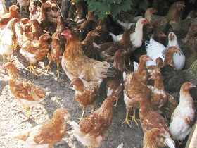Cultivarea găinilor ouătoare - o afacere profitabilă, un blog despre grădină și grădină