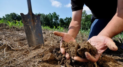 Cultivarea speciilor de castravete de hrănire, dachasadavodov