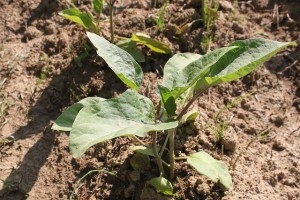 Cultivarea răsadurilor de vinete ... plantarea, îngrijirea și reproducerea plantelor