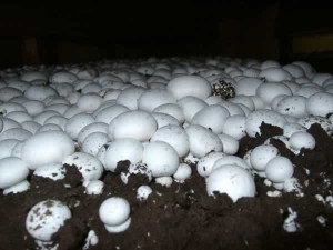 Gombák termesztésére, mint egy üzleti
