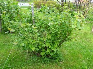 Cultivarea de coacăze, acasă și grădină