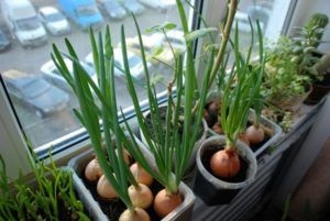Cultivarea verde pe balcon Expert Sfaturi
