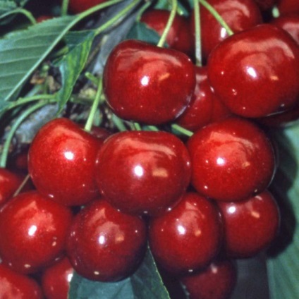 Cherry pentru soiul regiunii Leningrad