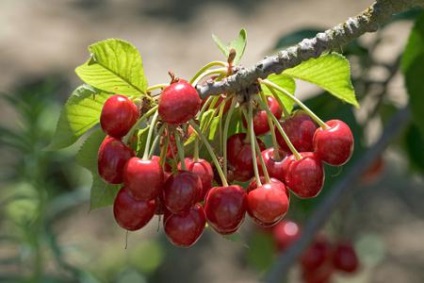 Cherry pentru soiul regiunii Leningrad