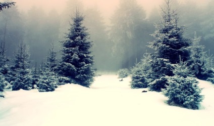 Supraviețuire în pădurea de iarnă