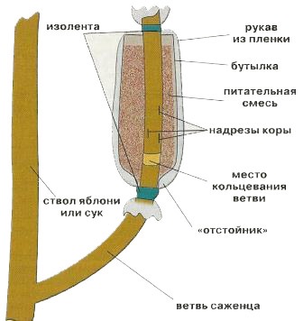 Creșterea reproducerii straturilor de mere fără vaccinare