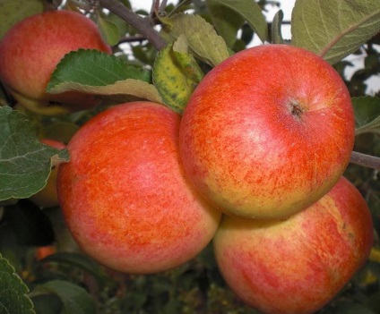 Creșterea reproducerii straturilor de mere fără vaccinare