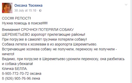 La Sheremetyevo, catelul a fost pierdut la încărcarea bagajelor și a fost pierdut