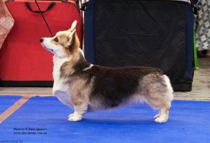 Cozi la Corgi scurt, lung, mediu