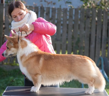 Cozi la Corgi scurt, lung, mediu