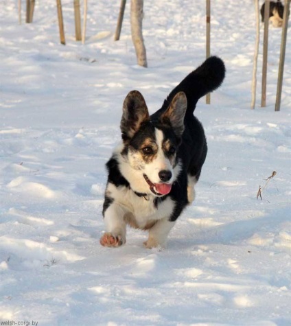 Cozi la Corgi scurt, lung, mediu